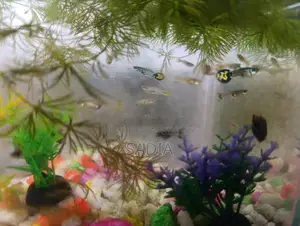 Mixed Guppy