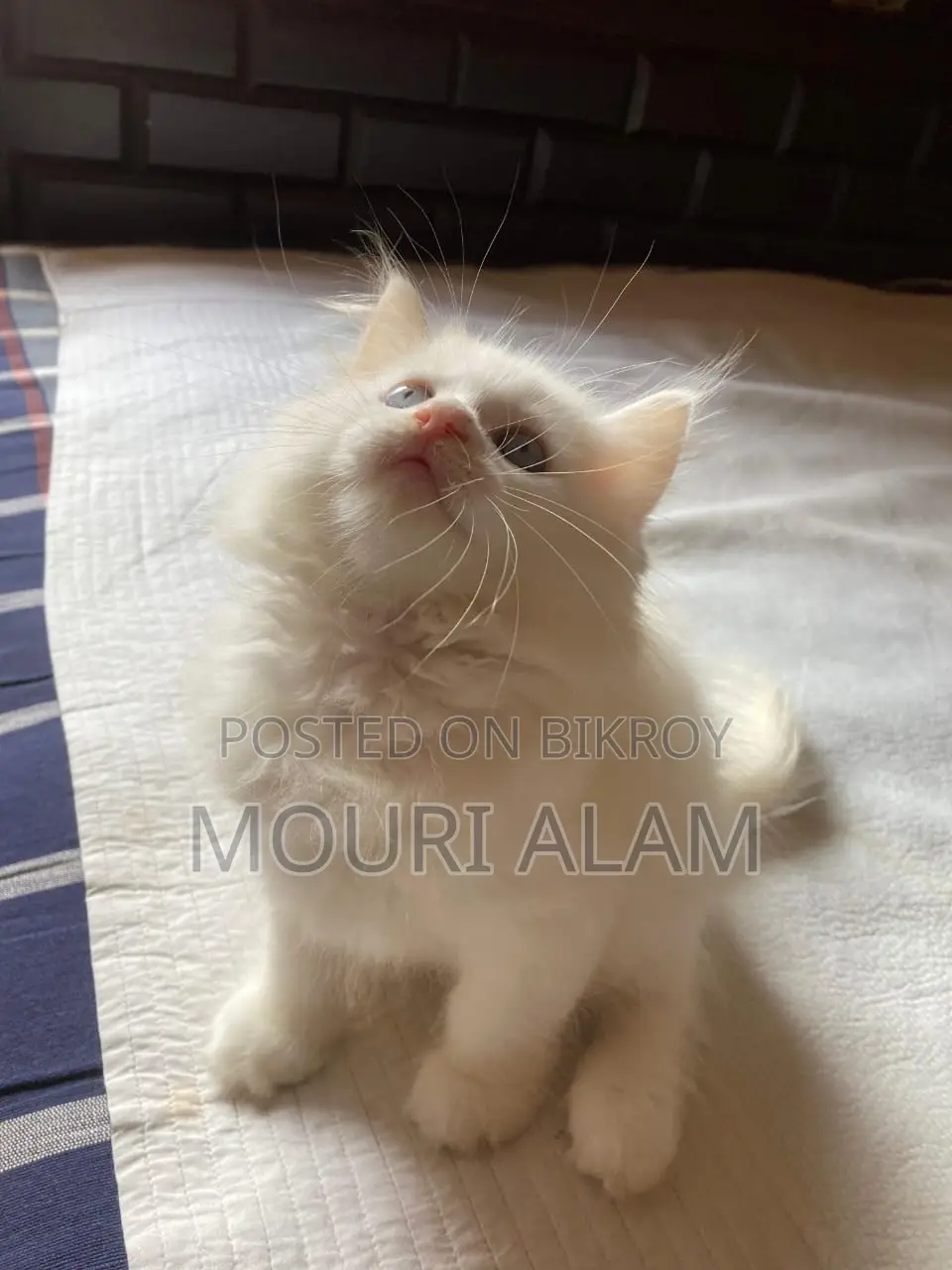 Persian Mixed Breed Albino Kitten