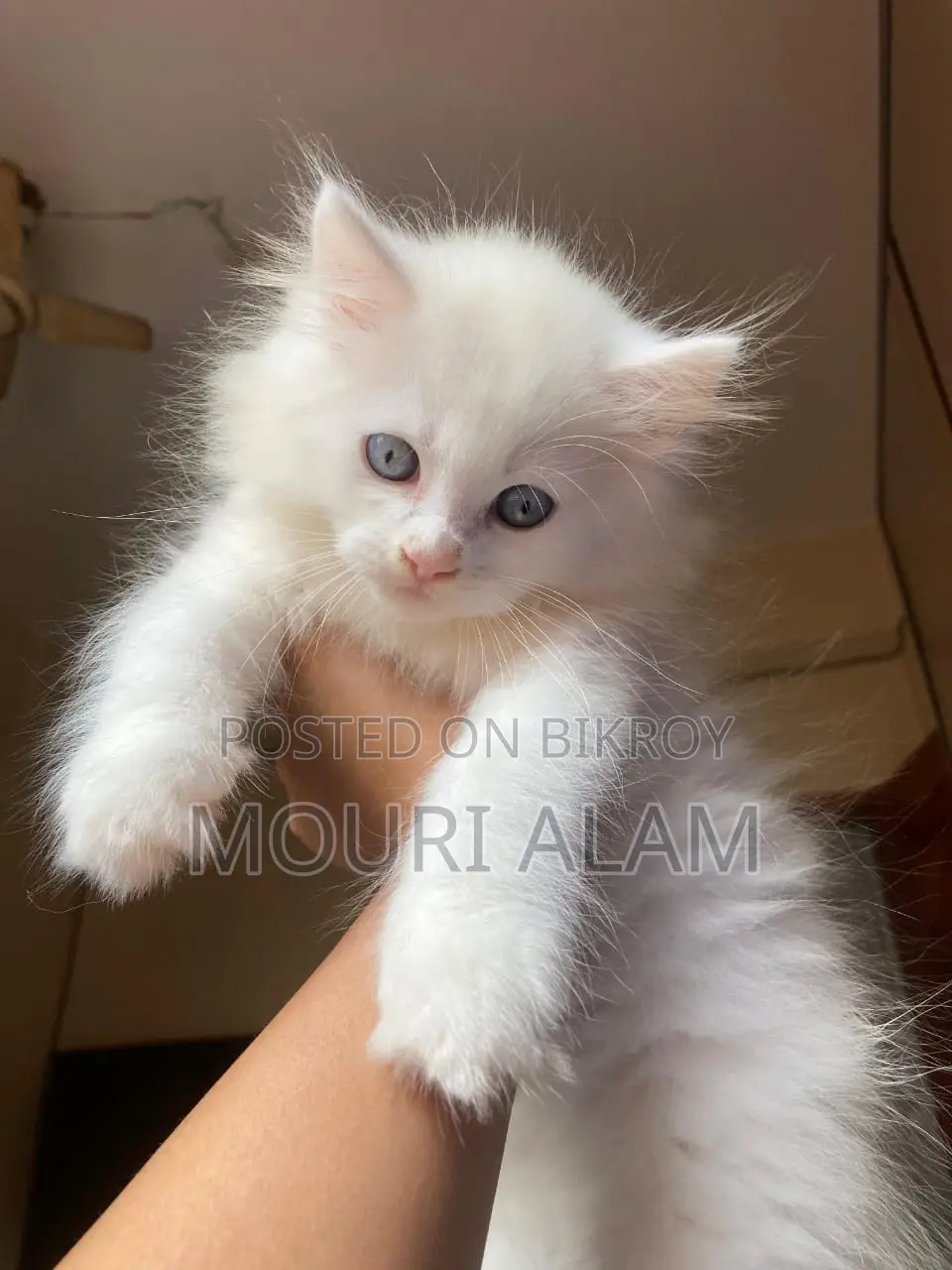 Persian Mixed Breed Albino Kitten