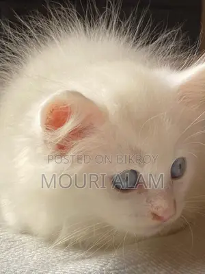 Persian Mixed Breed Albino Kitten