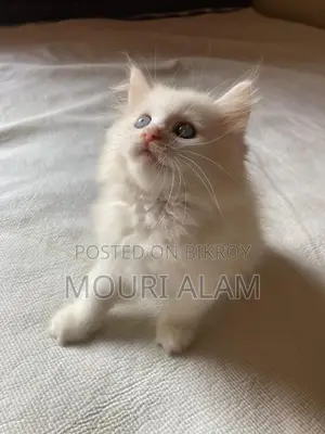 Persian Mixed Breed Albino Kitten