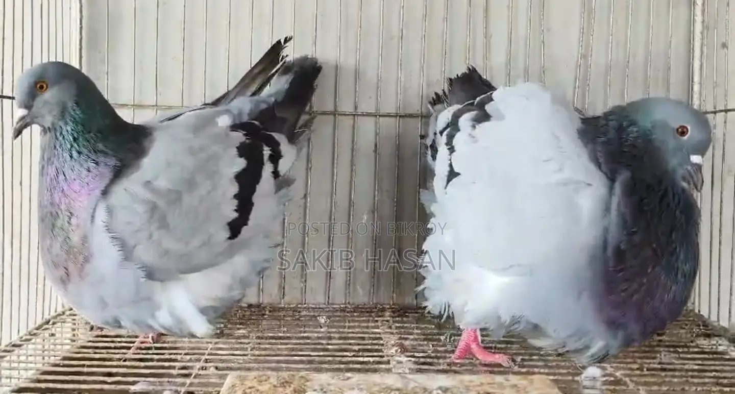 Mundian Bird