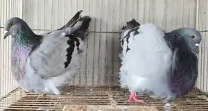 Mundian Bird