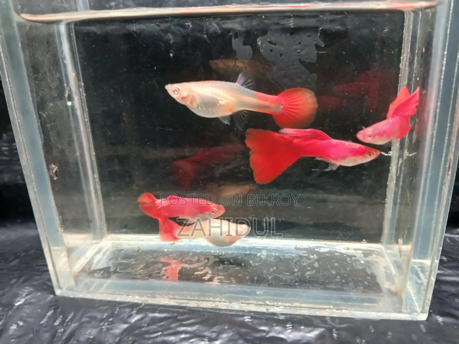Redmosq Guppy Brut Pair