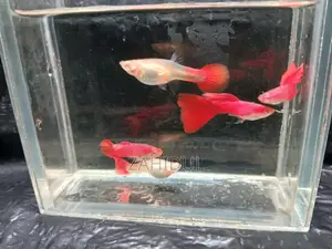 Redmosq Guppy Brut Pair