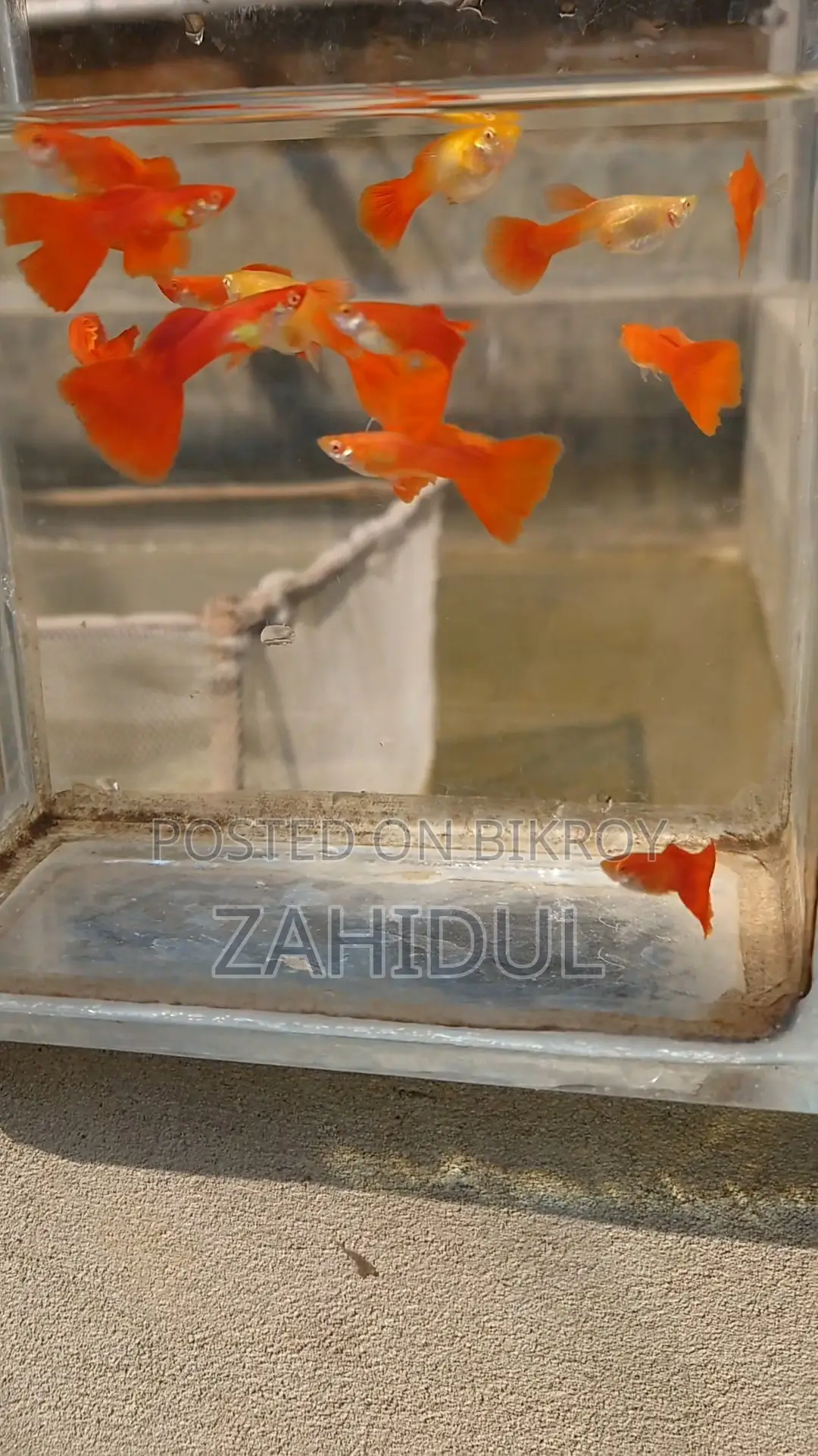 Redmosq Guppy Brut Pair