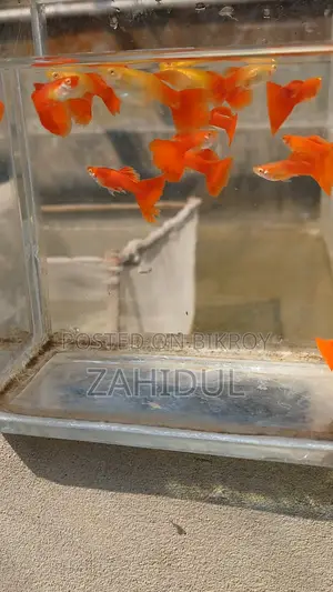 Redmosq Guppy Brut Pair