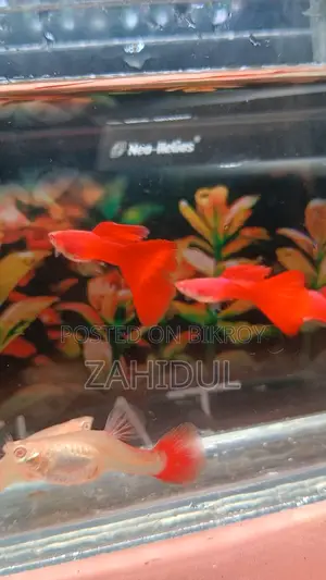 Redmosq Guppy Brut Pair