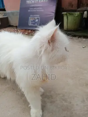 Original Persian Female Cat for Sale