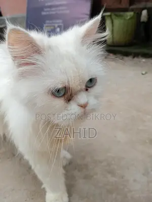 Original Persian Female Cat for Sale
