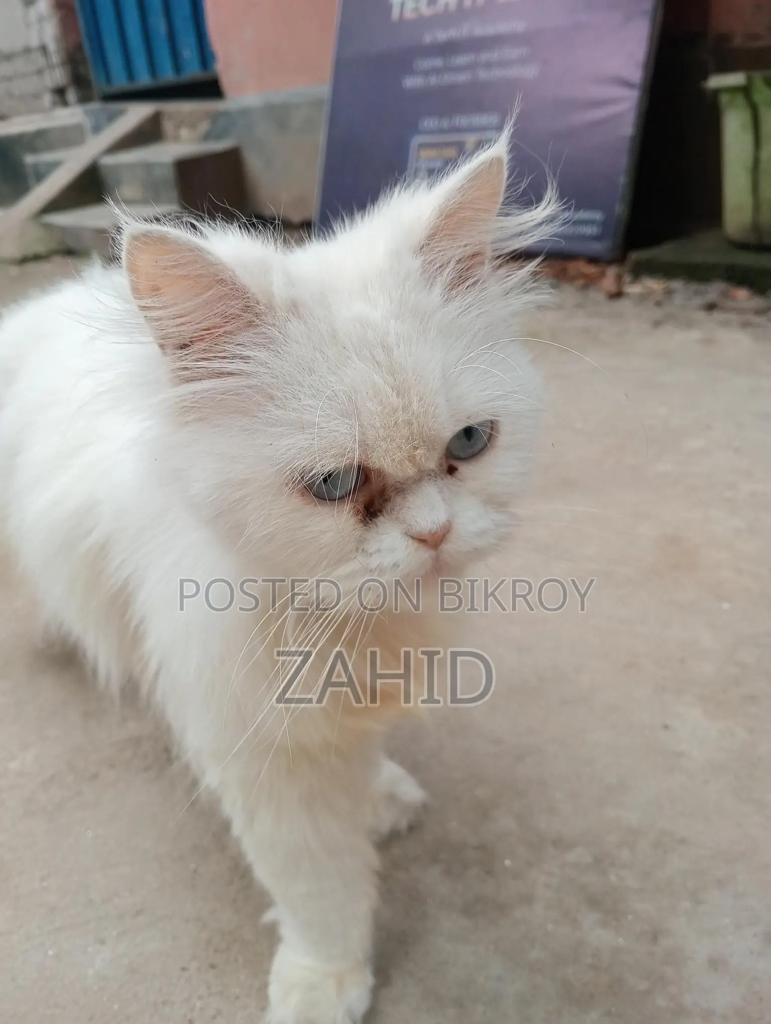 Original Persian Female Cat for Sale