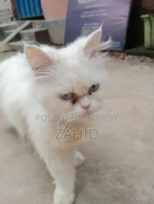 Original Persian Female Cat for Sale