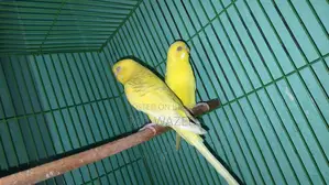 Budgerigar Birds, Red Eye 🦜