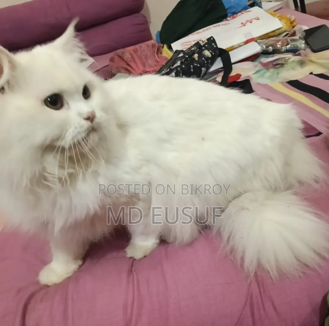 Pure Persian Cat