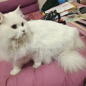 Pure Persian Cat