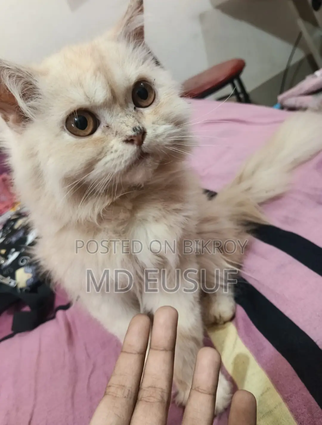 Pure Persian Cat