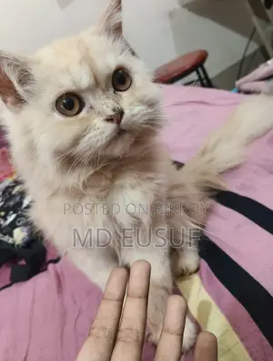 Pure Persian Cat