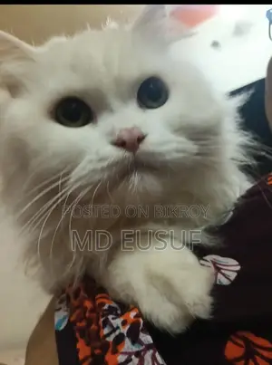 Pure Persian Cat