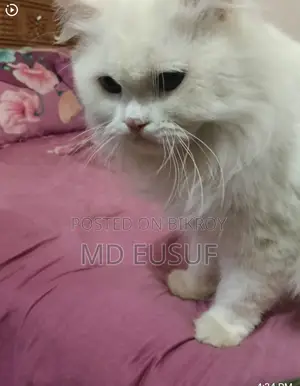 Pure Persian Cat