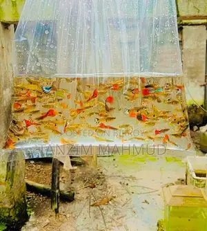 Guppy Fish