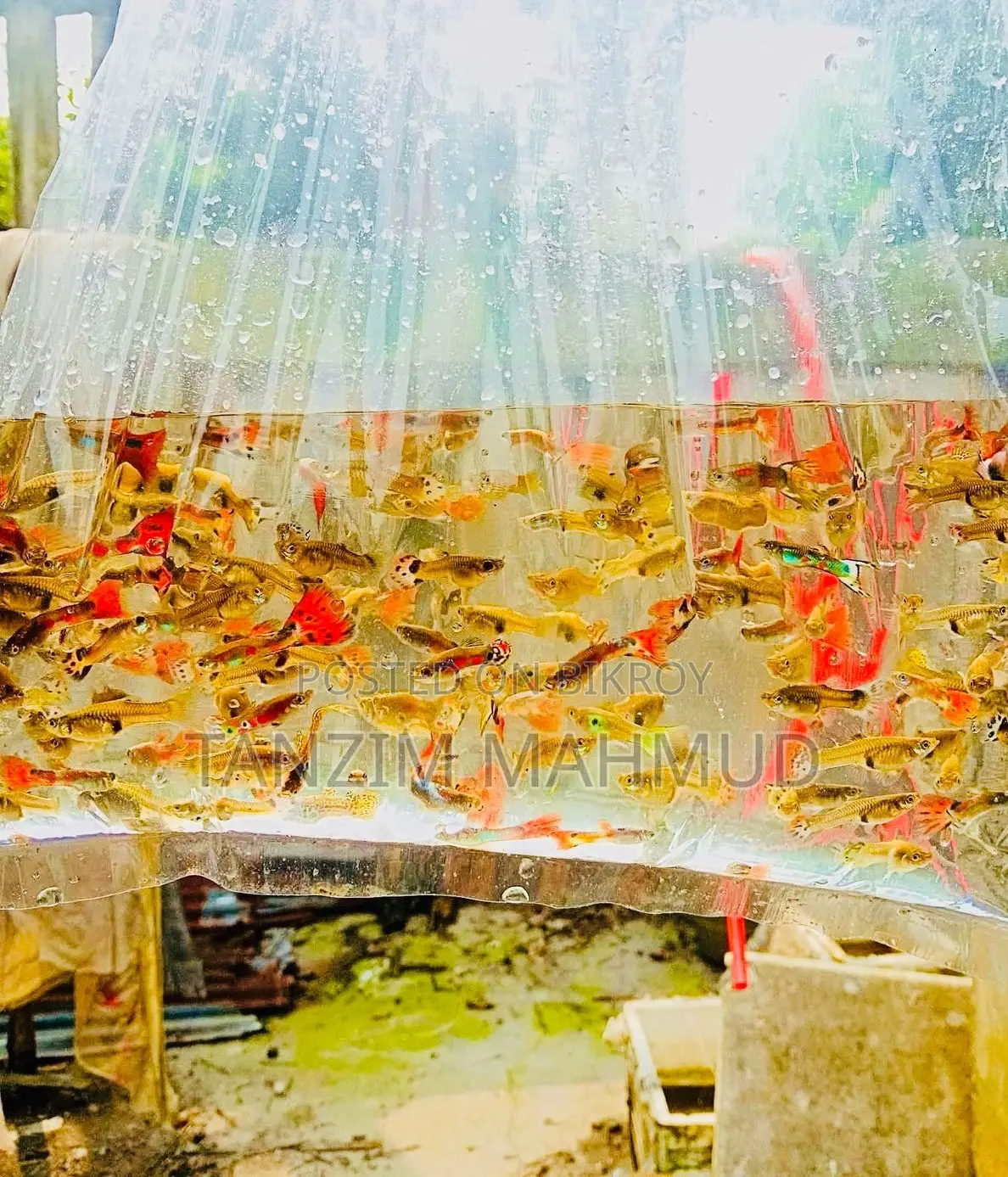 Guppy Fish
