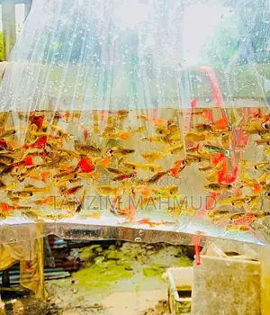 Guppy Fish