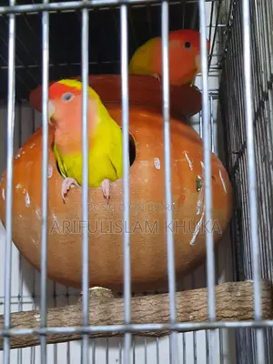 Lovebird