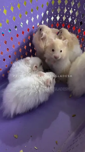 Hamster Baby
