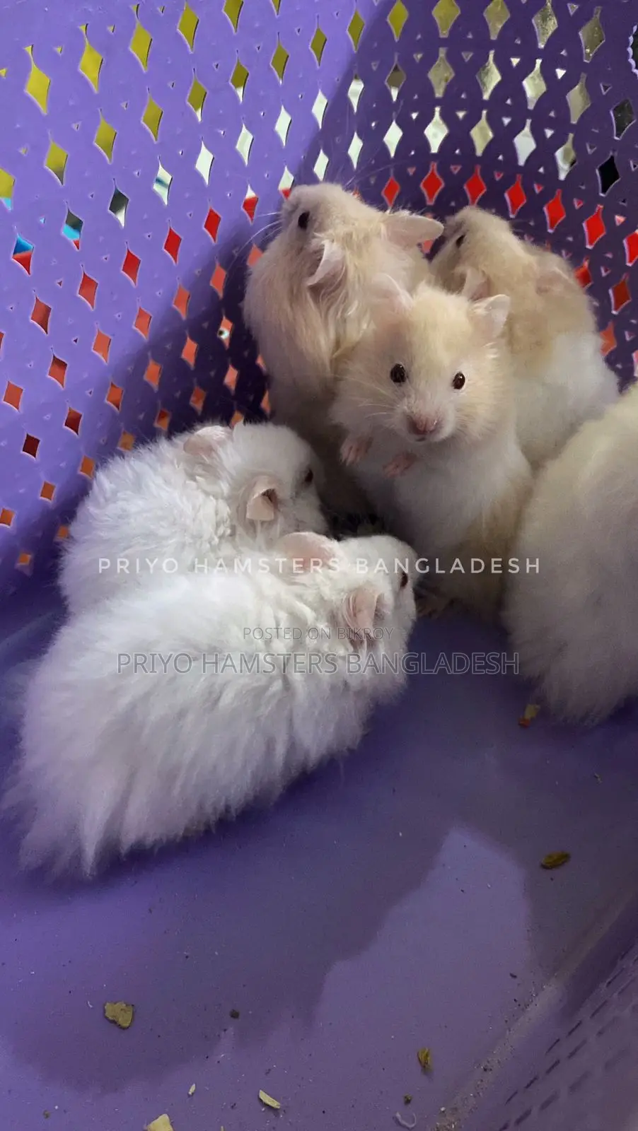 Hamster Baby