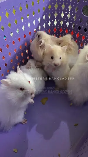 Hamster Baby