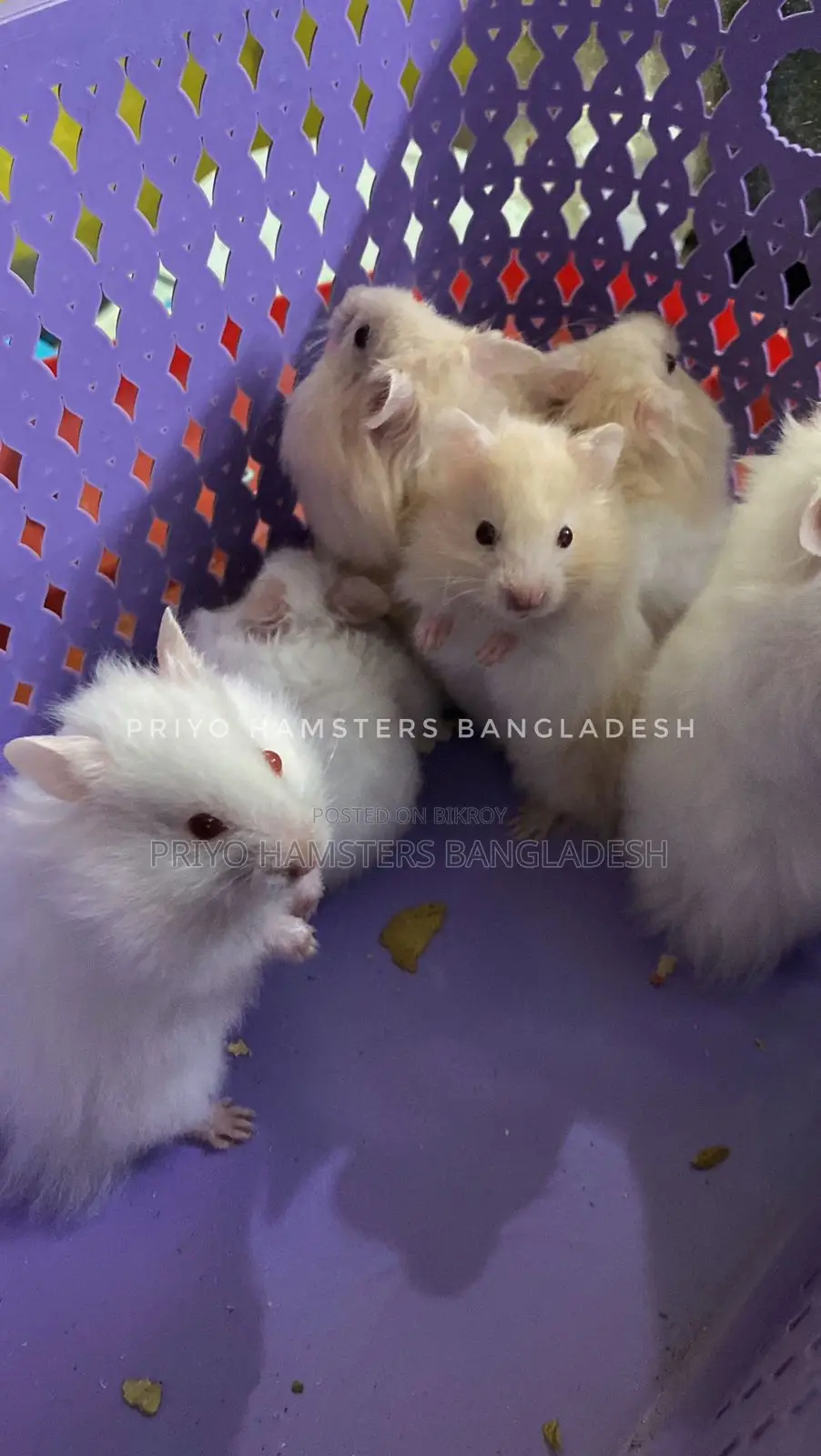 Hamster Baby