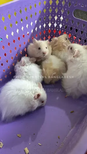 Hamster Baby