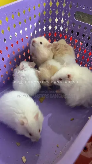 Hamster Baby