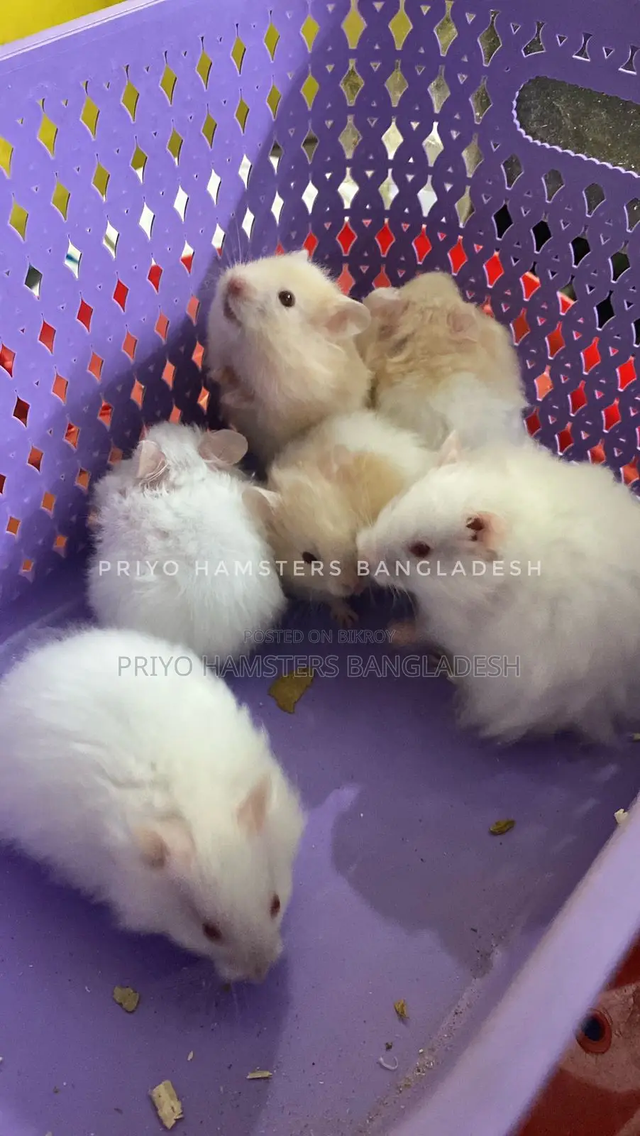 Hamster Baby