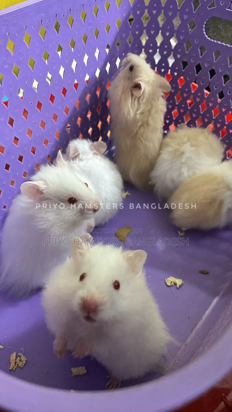 Hamster Baby