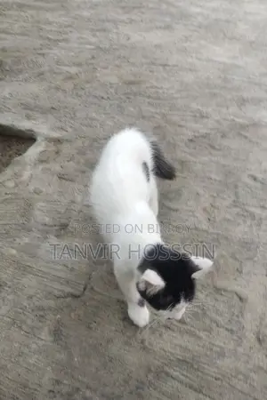 Cat for sale