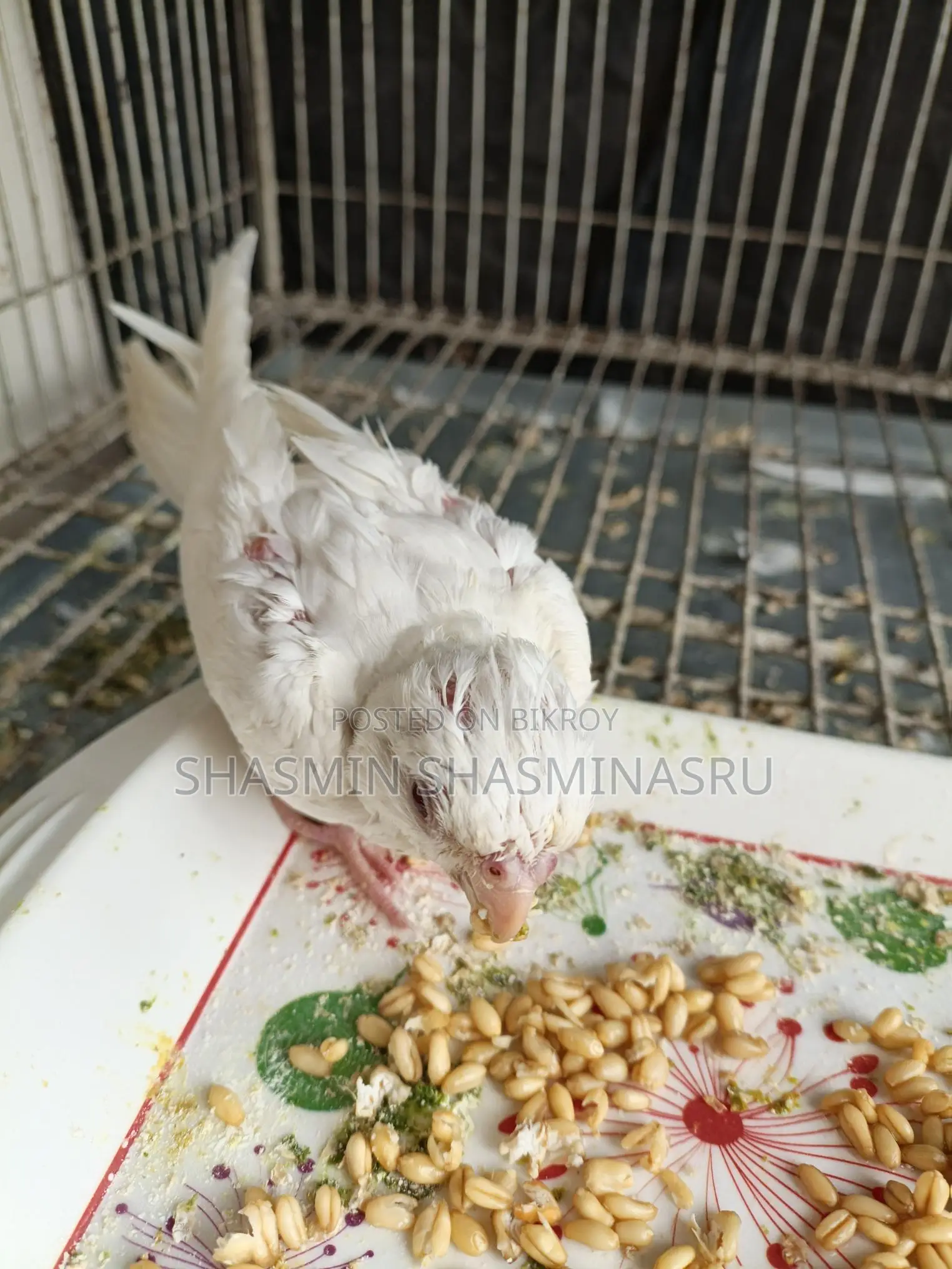 Half-Tame Cockatiel Albino Baby