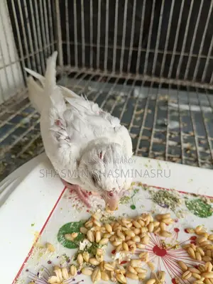 Half-Tame Cockatiel Albino Baby