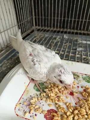 Half-Tame Cockatiel Albino Baby