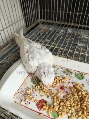 Half-Tame Cockatiel Albino Baby