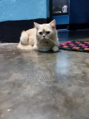১+ বছর বয়সী পুরুষ মিক্সড ব্রিড পার্সিয়ান