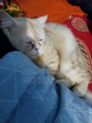 ১+ বছর বয়সী পুরুষ মিক্সড ব্রিড পার্সিয়ান