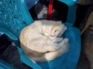 ১+ বছর বয়সী পুরুষ মিক্সড ব্রিড পার্সিয়ান