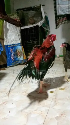 Asil Chicken for Sale