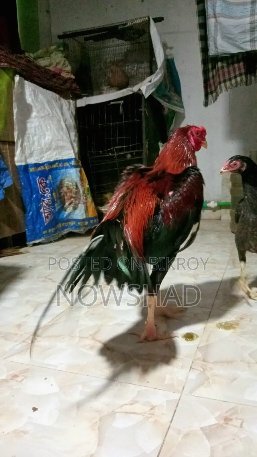 Asil Chicken for Sale