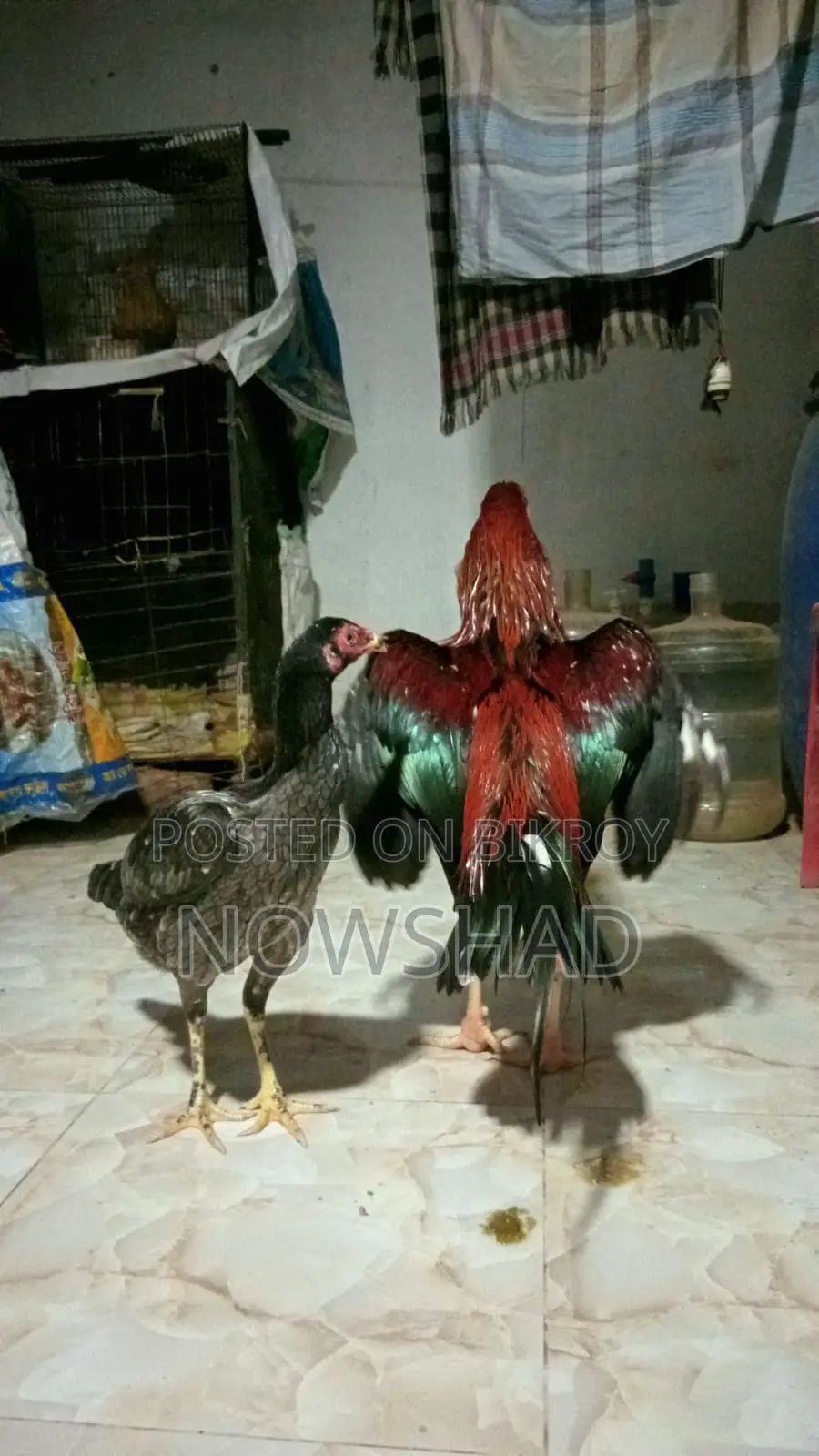 Asil Chicken for Sale