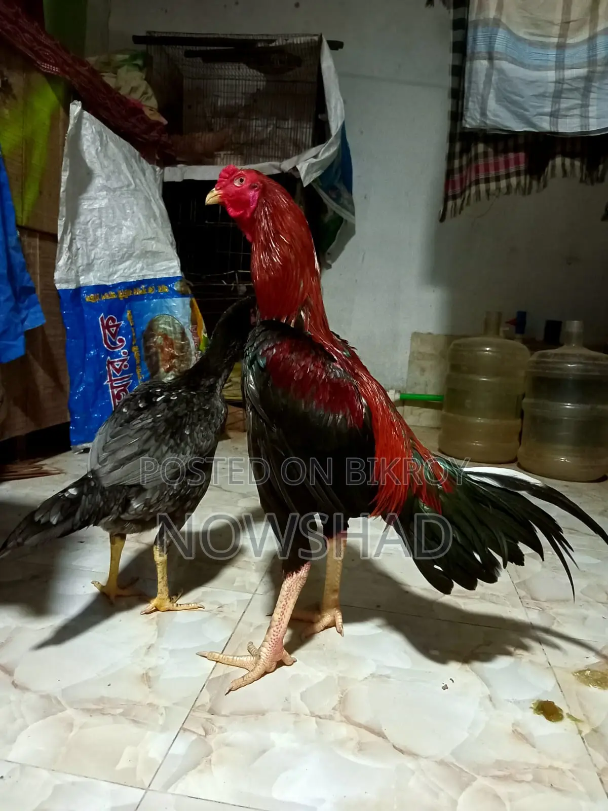 Asil Chicken for Sale