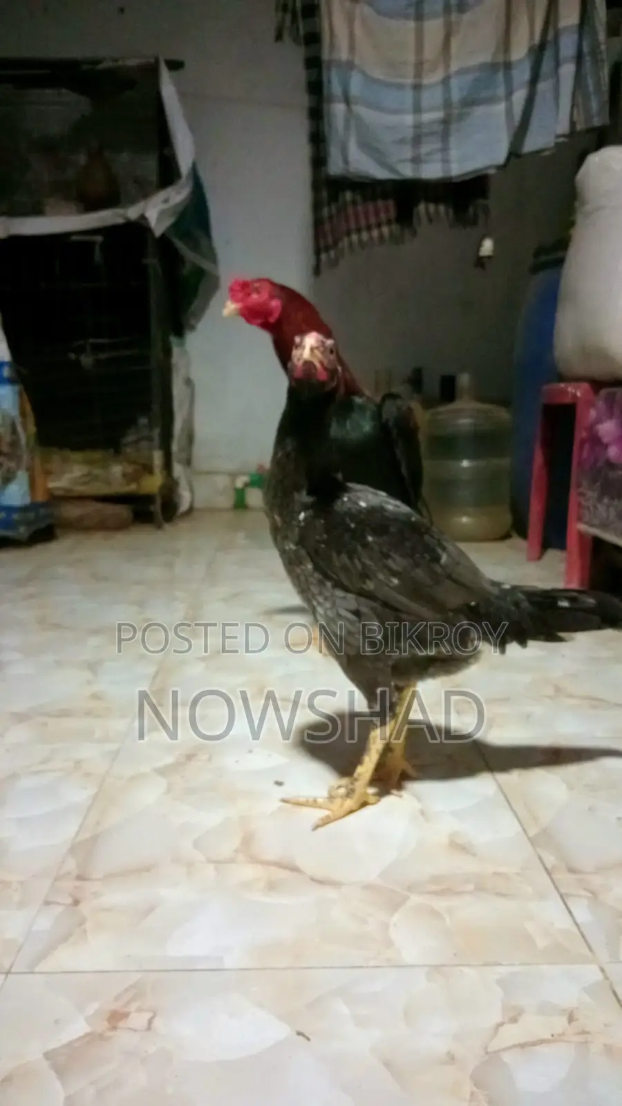 Asil Chicken for Sale