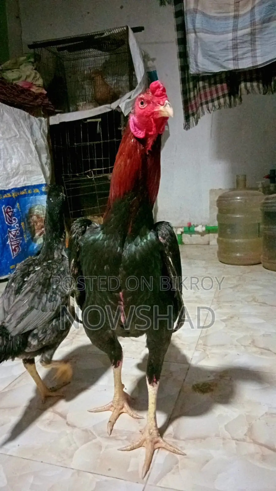 Asil Chicken for Sale