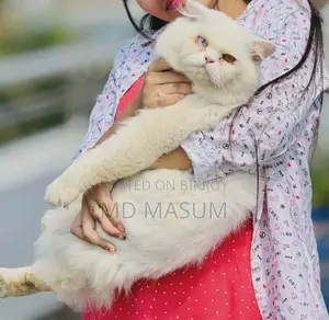 পার্সিয়ান বিড়াল ছেলে
